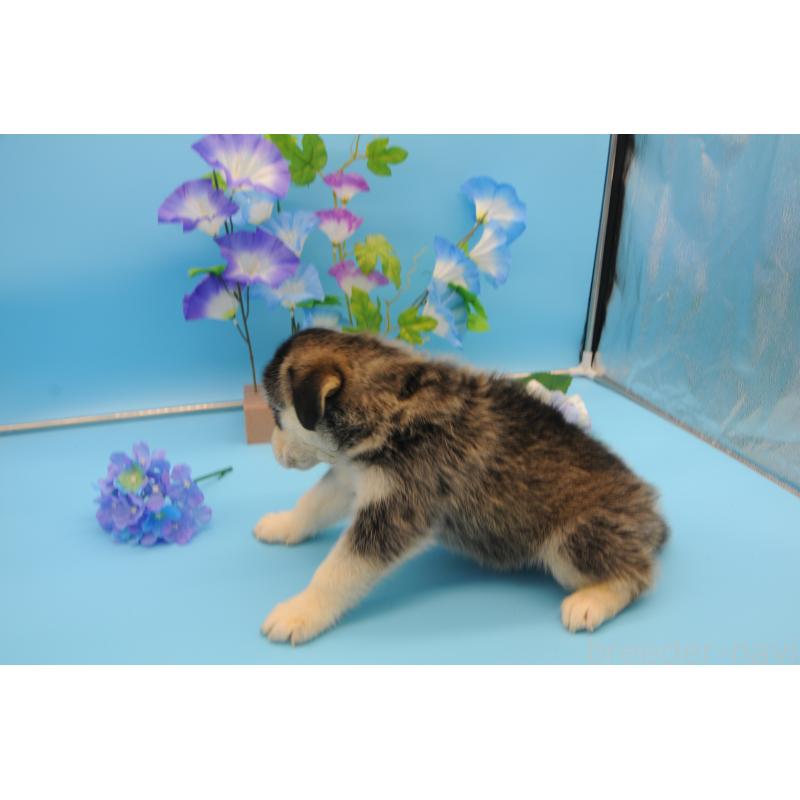 販売中の岡山県のミックス犬-399894の4枚目